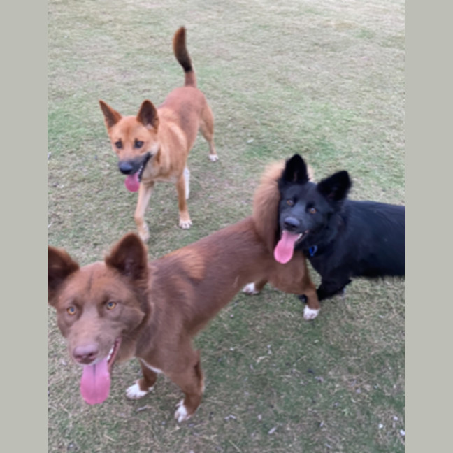 Photo of Bear, Storm & Shadow   2 Year Old Dingo Hybrid