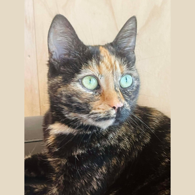 Photo of Nivvy   In Foster In Coburg