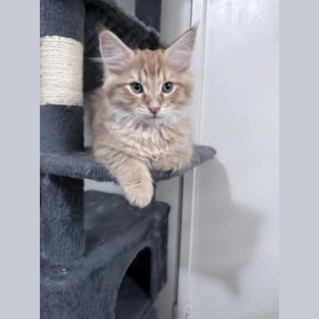 Photo of Tater *9 Lives Project Rescue*