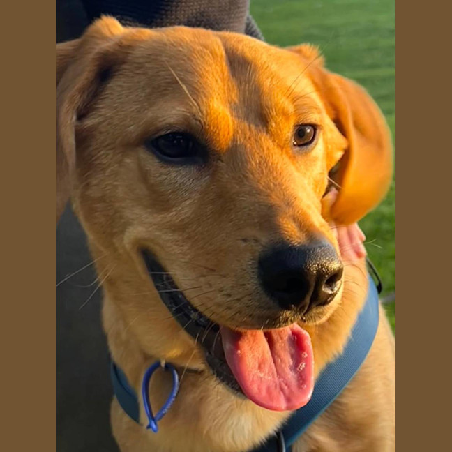 Photo of Mason   1 Year Old Shepherd X Beagle