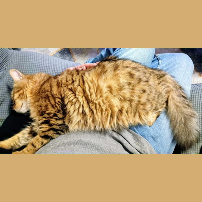 Photo of Cinnamon 
