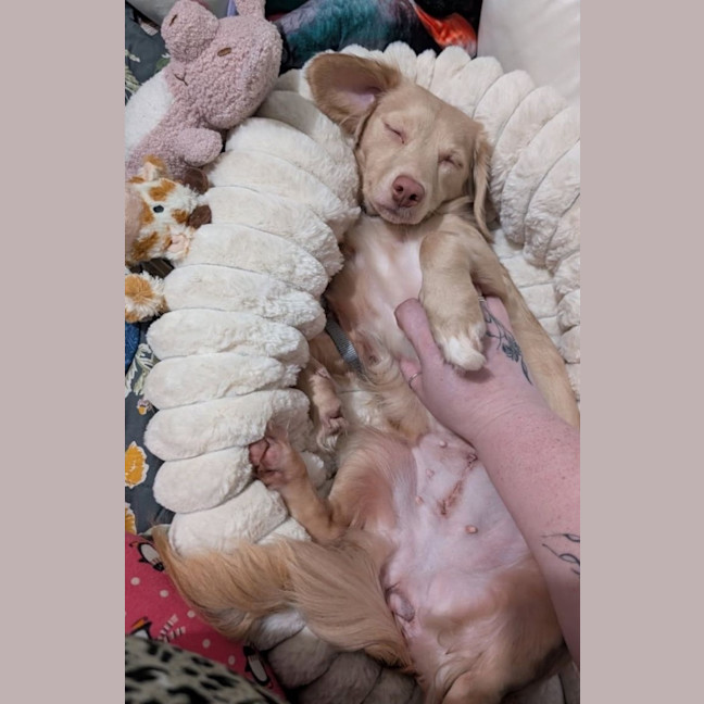 Photo of Daffodil