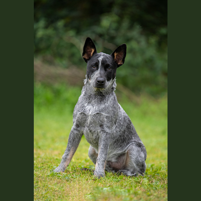 Photo of Rocket