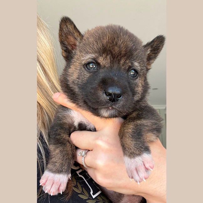 Photo of Koa