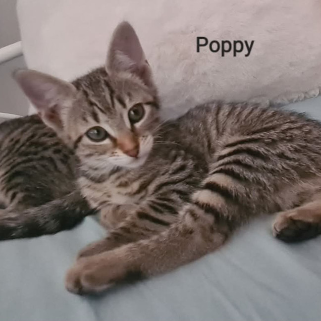 Photo of Poppy