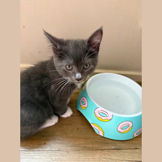 Photo of Pugsley Meet Me At Petstock Chelsea