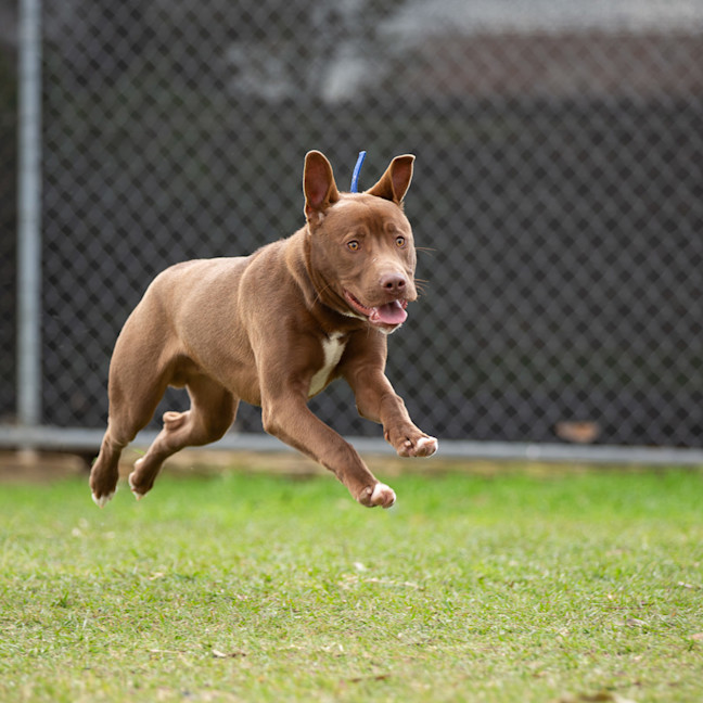 Photo of Romeo