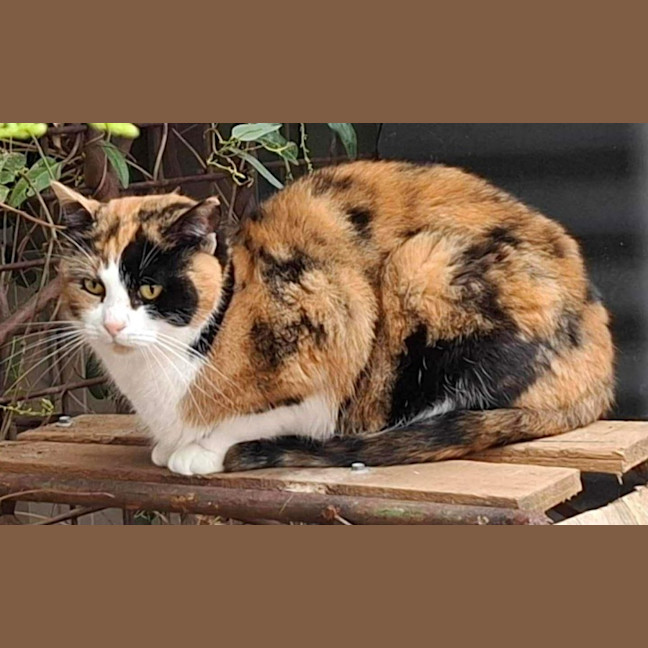 Photo of 11864   Rhea