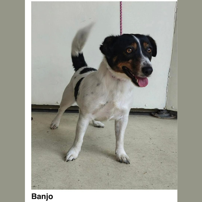 Photo of Banjo