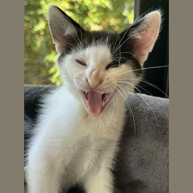 Photo of Chilli   In Foster Care In Cranbourne