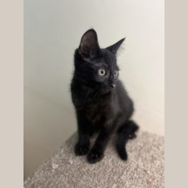 Photo of Sid   Now At Pet Quarters Rutherford