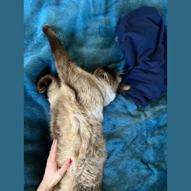 Photo of Sunny