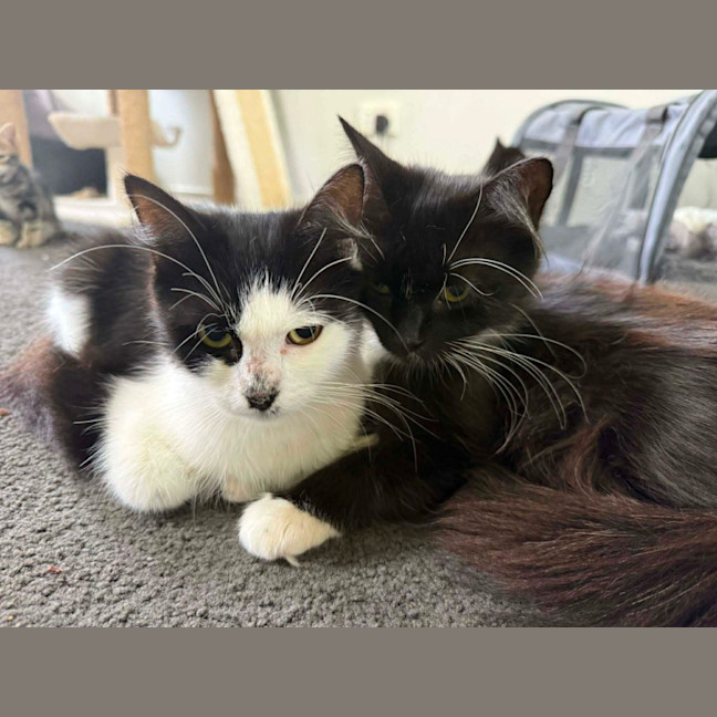 Photo of Maybelle & Clover 
