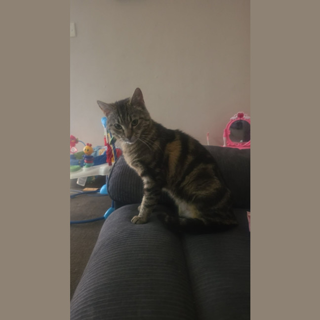 Photo of Penny   Meet Me At The Adoption Day 28/2