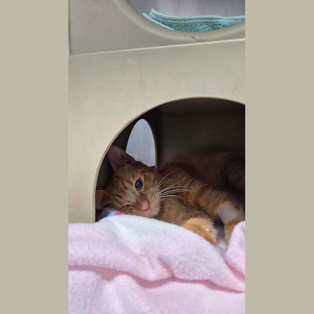 Photo of Crunchie