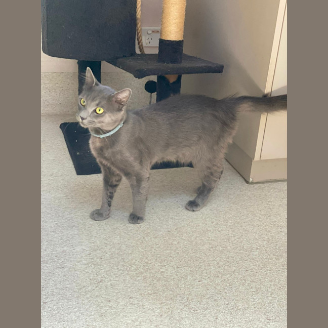 Photo of Memphis (9183)