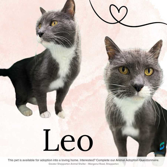 Photo of Leo