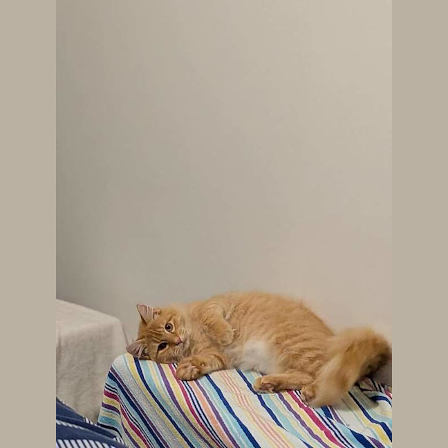 Photo of Toby