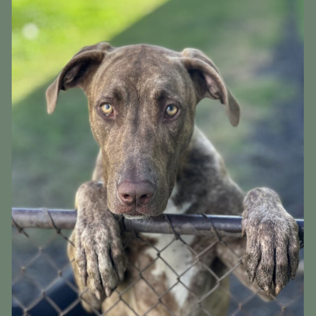 Photo of Scooby