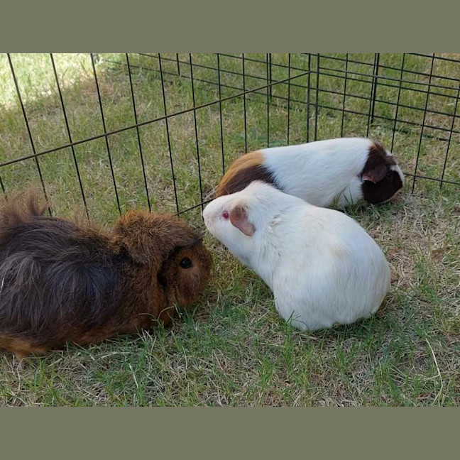 Photo of Snowcone, Summer & Chocko