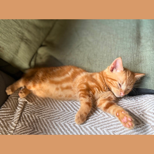 Photo of Brax 🧡🐱🧡