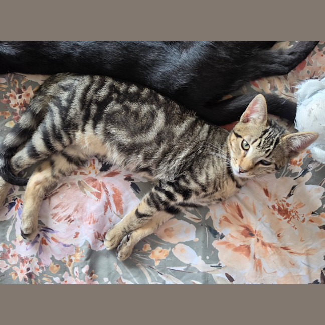 Photo of Rue