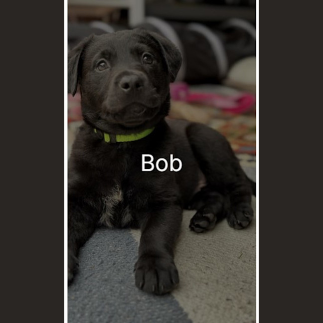 Photo of Bob
