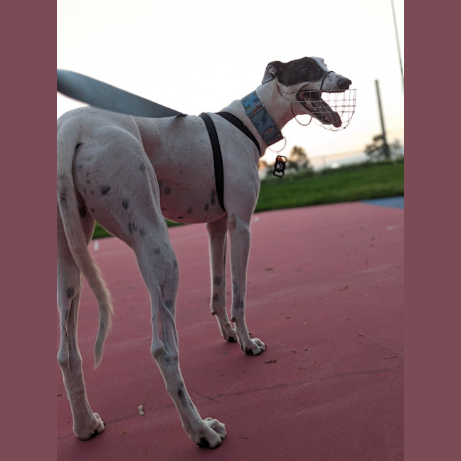 Photo of Patch, The Greyhound