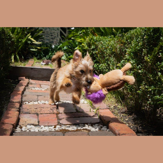 Photo of Albie Valenti