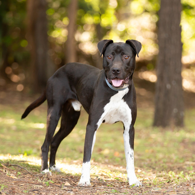 Photo of Buddy (Buzz)