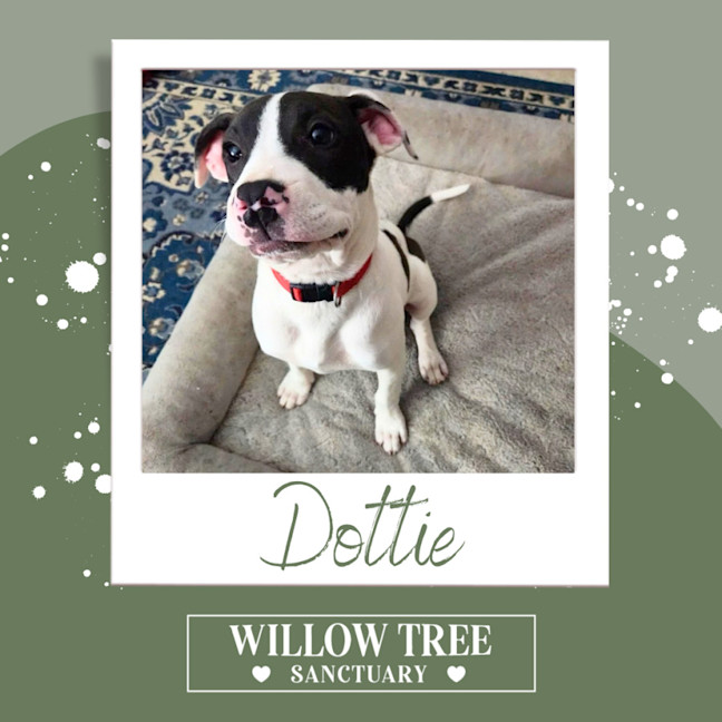 Photo of Dottie