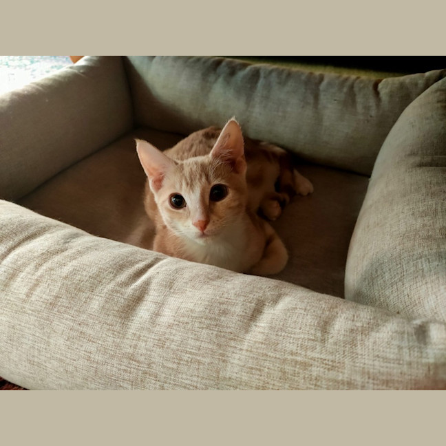 Photo of Toby