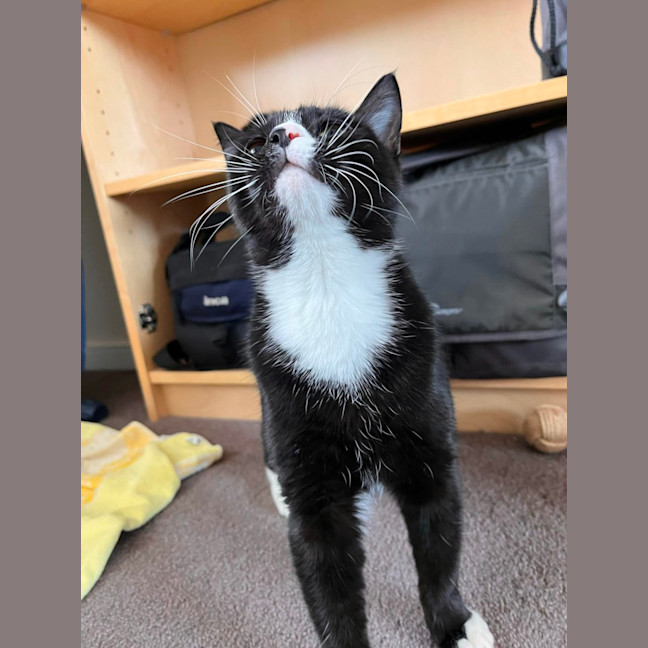 Photo of Jasper   Located In Pascoe Vale