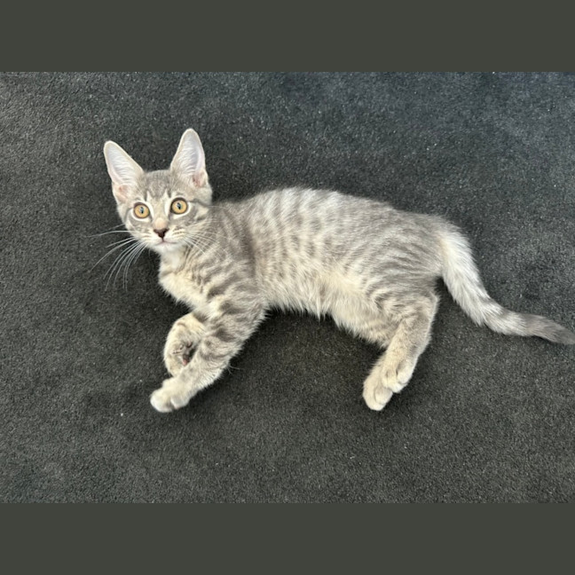 Photo of Snow Leopard 