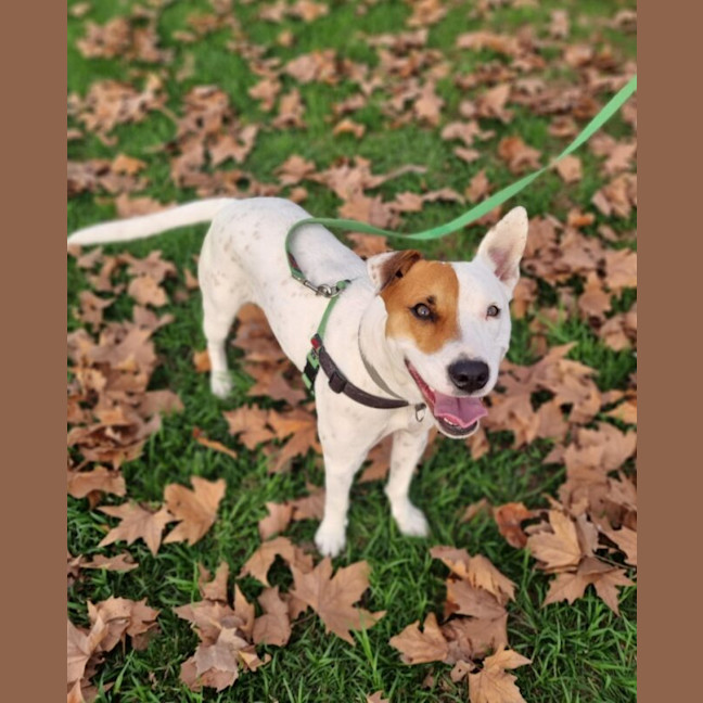 Photo of Remus