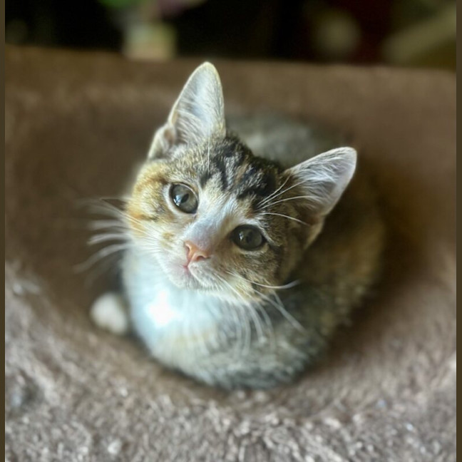Photo of Twirl