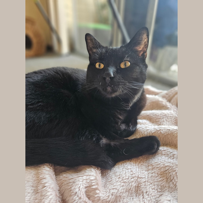 Photo of Salem
