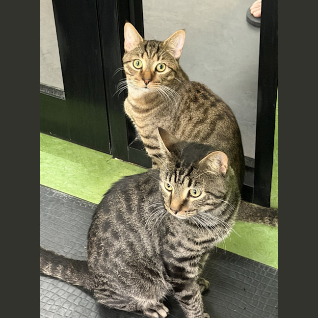 Photo of Starsky (Bonded With Hutch)