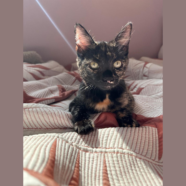 Photo of Cinnamon