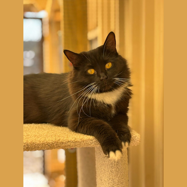 Photo of Mittens 