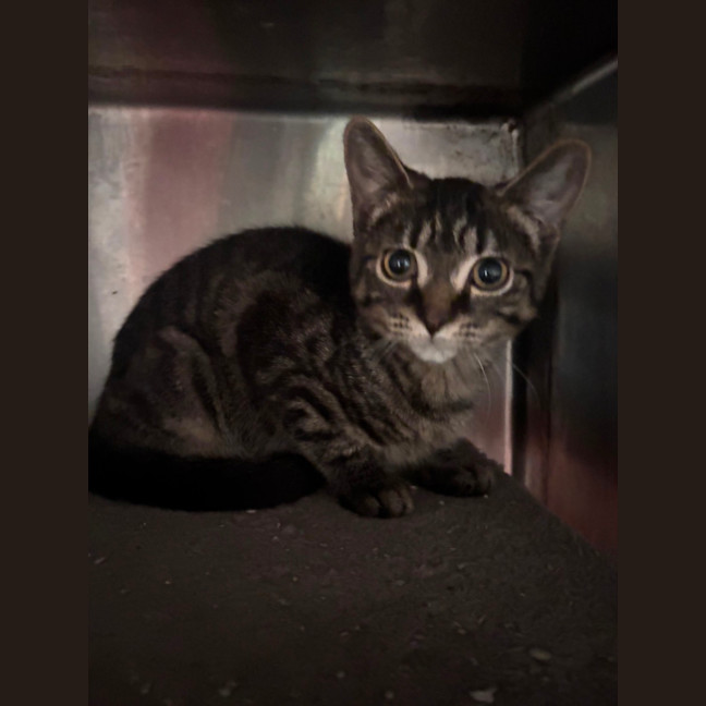Photo of Pepper 