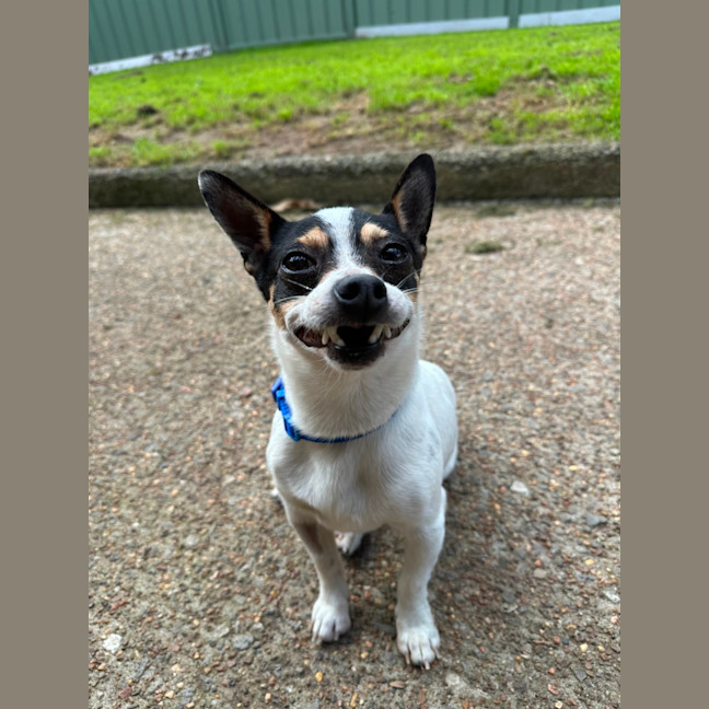 Photo of Mickey   6 Year Old Mini Fox Terrier