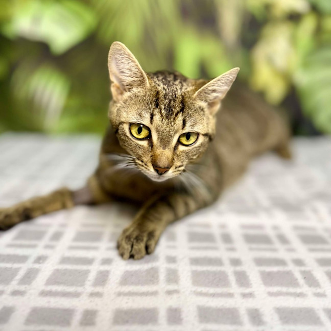 Photo of Mimosa   Located In Preston
