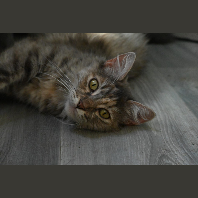 Photo of Tutu
