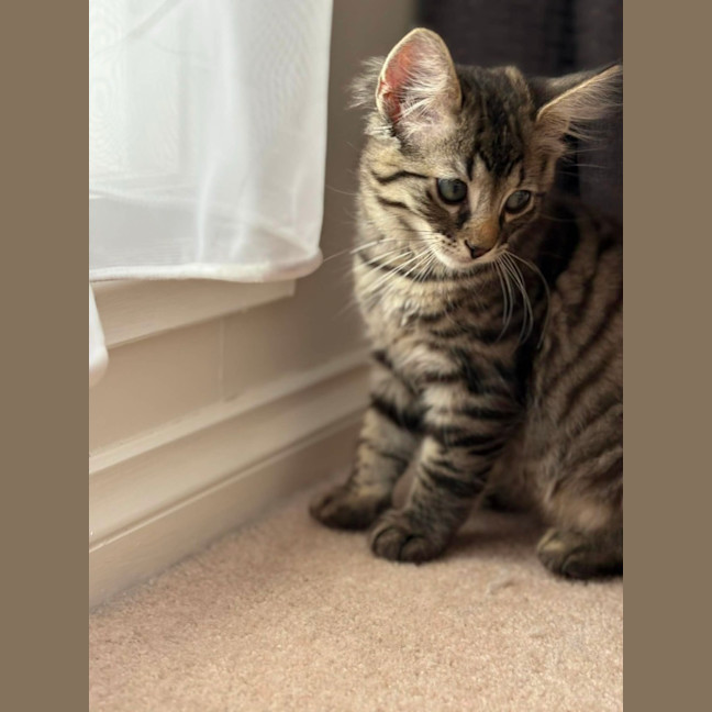 Photo of Dennis   In Foster Care In Greensborough