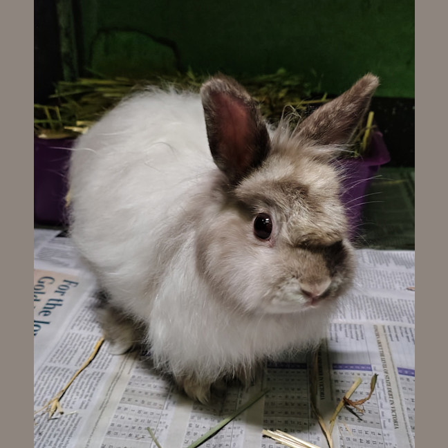 Photo of Maltesers (Bonded To Jaffa)