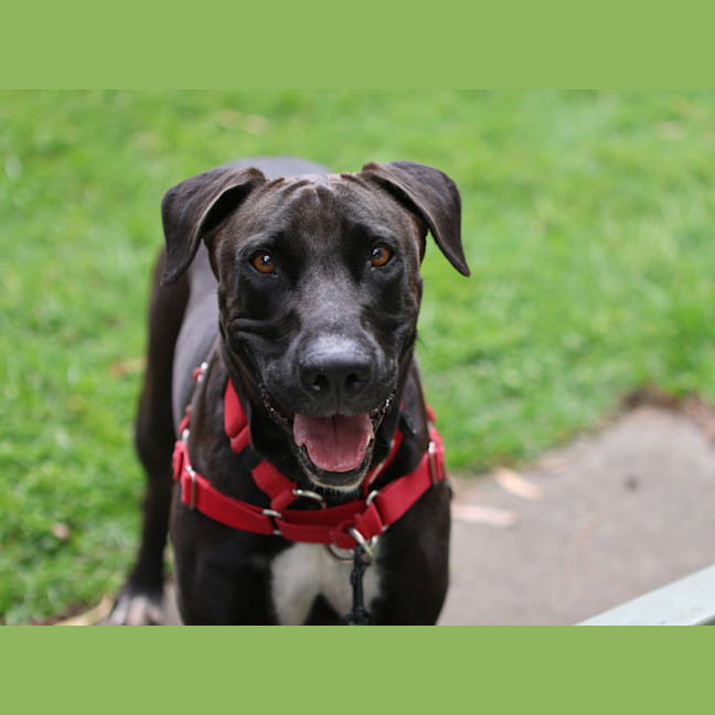 Photo of Nala