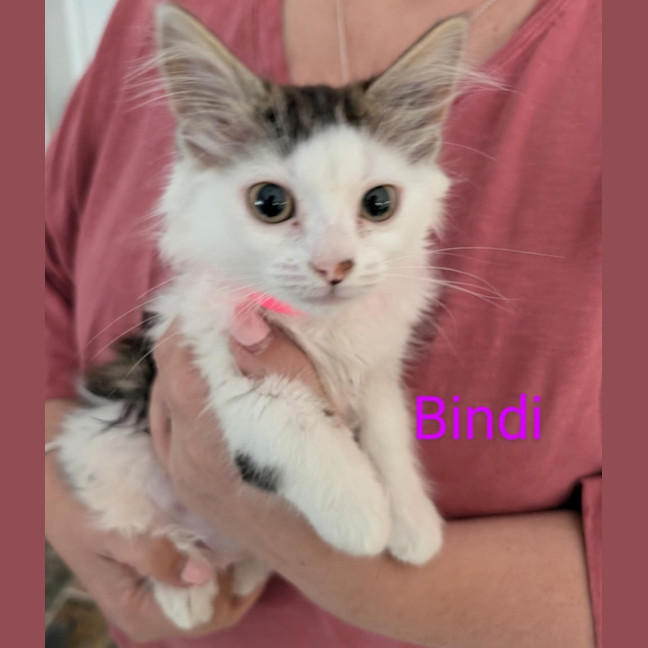 Photo of Bindi Meet Me@Petstock Dandenong Store