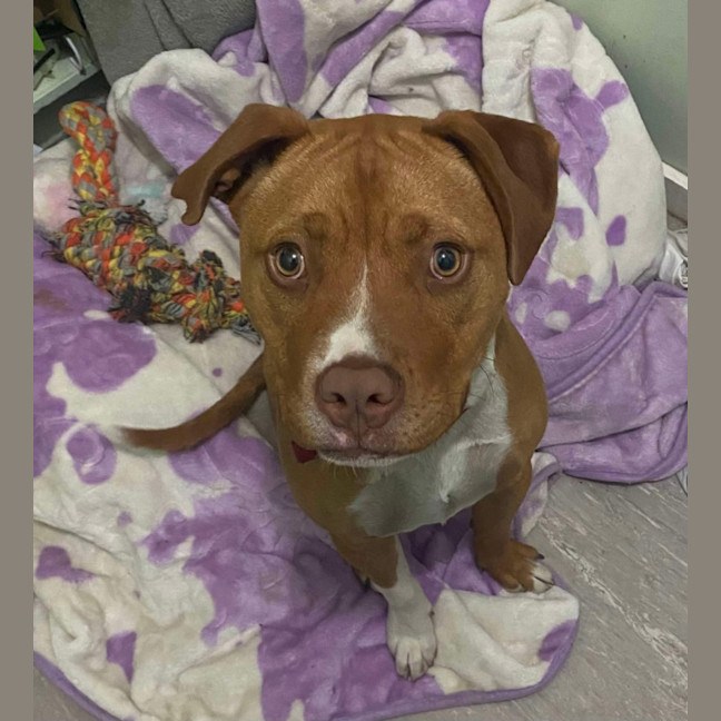 Photo of Sarge