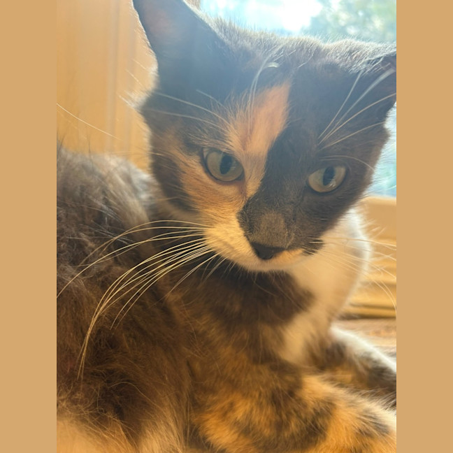 Photo of Snickers 